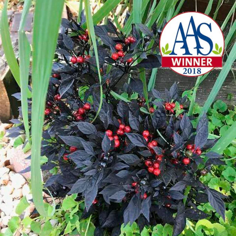 Kit à planter - Piment Red Onyx