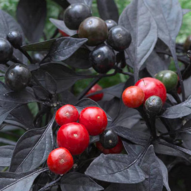 Kit à planter - Piment Red Onyx
