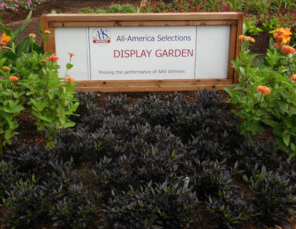 Kit à planter - Piment Red Onyx