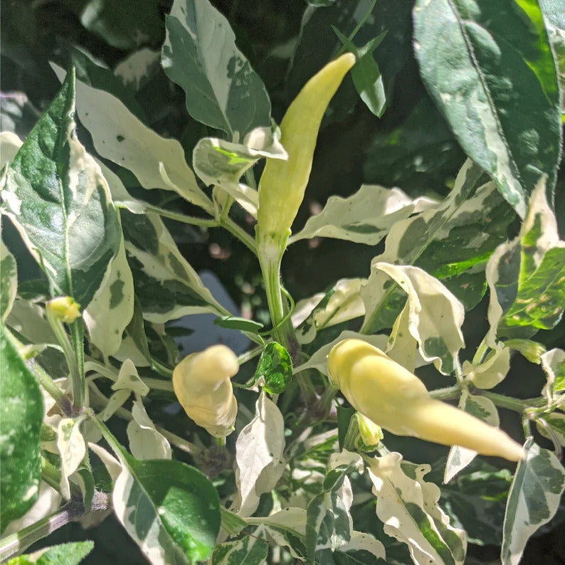Kit à planter - Piment UFO Fluorescent Variegated
