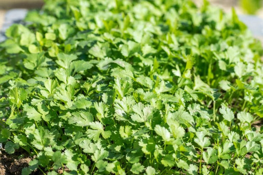 Kit à planter - Coriandre cultivée