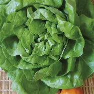 Kit à planter - Laitue d'hiver