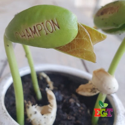 Kit à planter personnalisé - Bonne Année