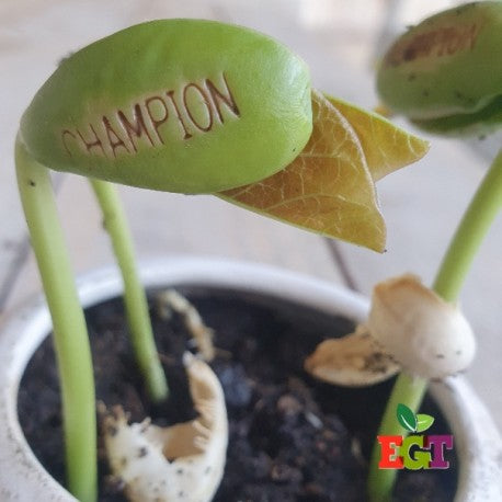 Kit à planter personnalisé - Garçon