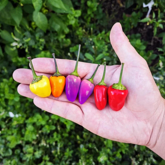 Kit à planter - Piment Bolivian Rainbow