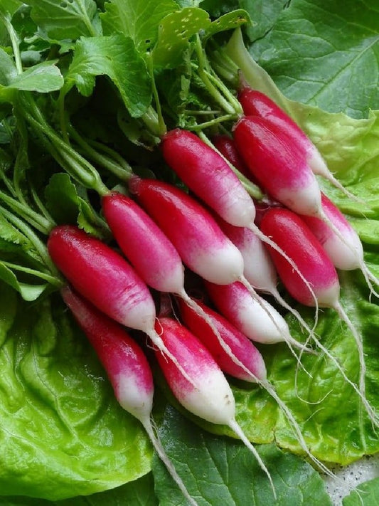 Kit à planter - Radis 18 jours